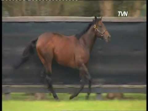 FASTNET ROCK - A Dynamic Sire