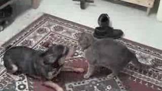 Until Someone Gets Hurt -a musical short-