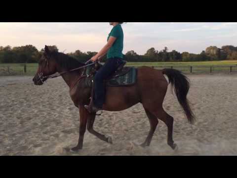 Kaliber - 10 y/o Arabian