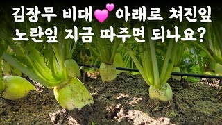 김장무 비대