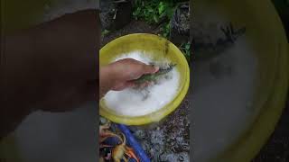 Download lagu Cleaning Jurassic World Dinosaur 🔥 Stegosaurus 🔥 #shorts #dinosaurs mp3 Download lagu Cleaning Jurassic World Dinosaur 🔥 Stegosaurus 🔥 #shorts #dinosaurs mp3