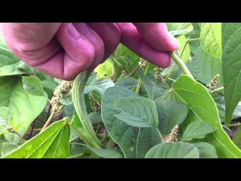 comment traiter les pucerons sur les haricots verts