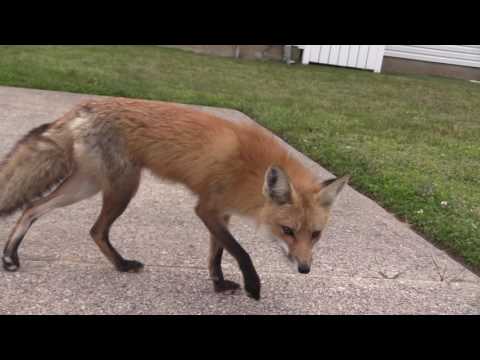 Eclogue: Symphony for Piano by Curt Cacioppo