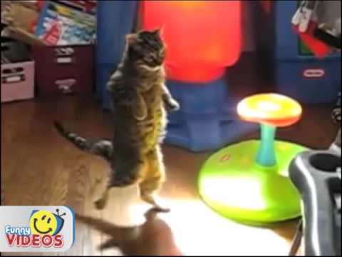 Michael Jackson - Thriller (Cats version)