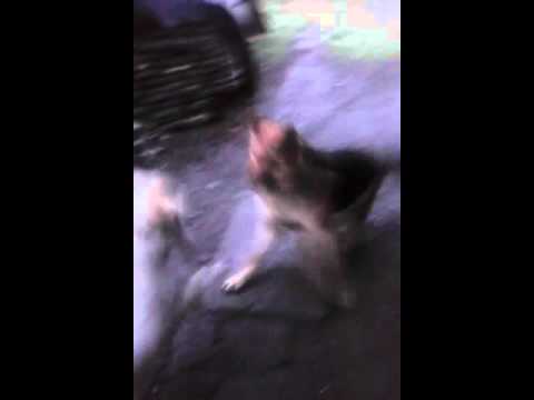 O lupa vs o fetita labrador