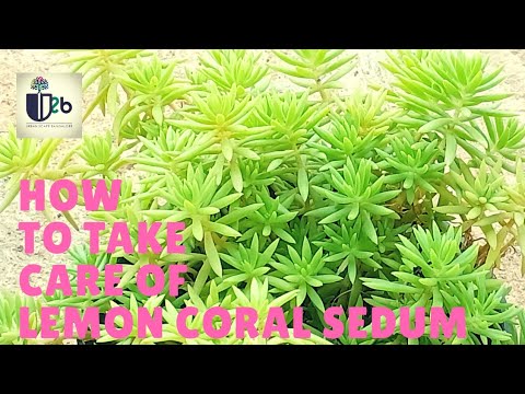 download lagu mp3 mp4 Sedum Gold Mound Care, download lagu Sedum Gold Mound Care gratis, unduh video klip Sedum Gold Mound Care