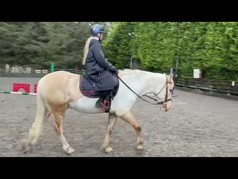 *** One in A Million Palomino AllRounder *** - Image 2