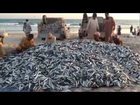 Oman Salalah - Pesca sardine.