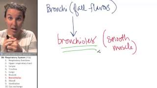 Respiratory System - Bronchiole