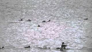 preview picture of video 'Greater Scaup, Horned Grebes, Buffleheads, Common Goldeneyes, Red-breasted Mergansers'