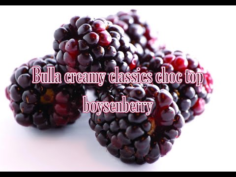 Fat bastard reviews: Bulla creamy classics choc top boysenberry