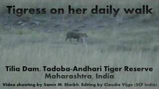 preview picture of video 'Tiger in Tadoba India'