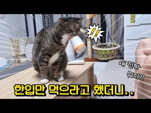 간식 안 꺼내 줬더니 집사 보란듯이 하는 행동 좀 보세요
