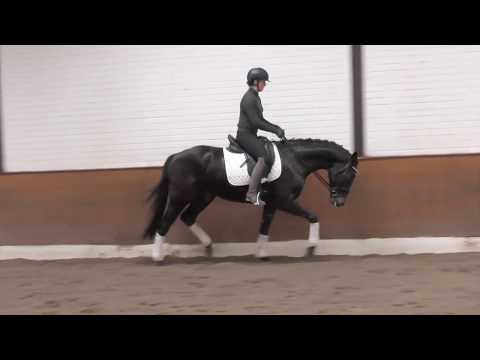 Wallach Stoiber SN x Brentano