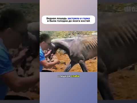 Бедная лошадь застряла в горке и была голодна до мозга костей😱