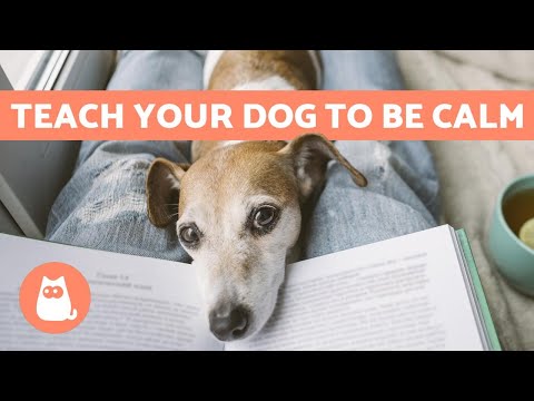 How to CALM My DOG ✅ 5 Easy TIPS to Relieve Anxiety