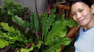 Mahalaga sa akin ang hanay buhay