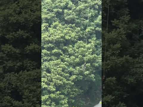 The Ultimate Freefall: Bungee Jumping Thrills! #adrenalinerush #adrenaline #bungeejump  #adventure