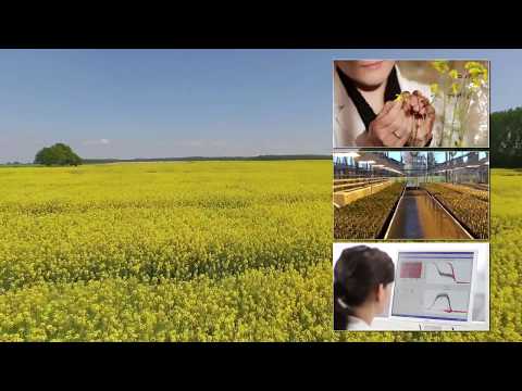 RAPOOL - Wir verstehen Raps.