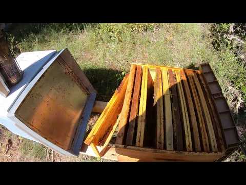 Essaim 2019 avant hivernage 07/09/19