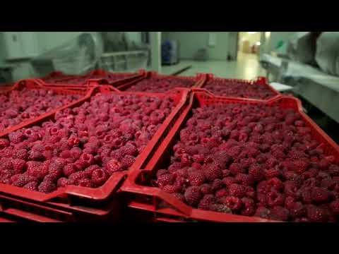 ITN Group Frozen fruits production