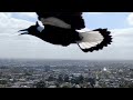 MAGPIES ATTACKED My DRONE