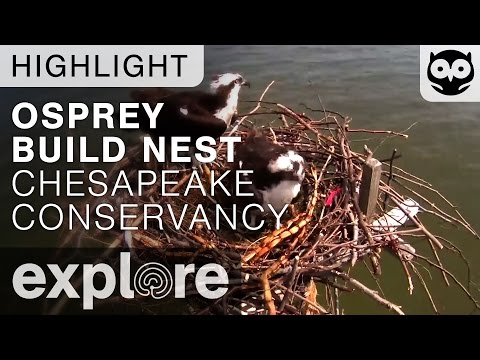 Osprey Building Time-lapse At The Chesapeake Nest
