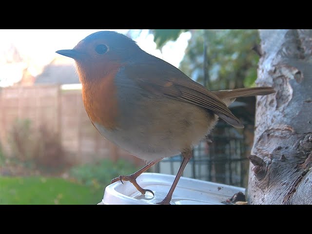 video-img
