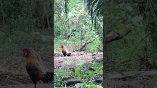 Download lagu #Siligat nama diberi, aksi tidak pernah mengecewa kan💪🏻💪🏻#ayamhutansumatera #pikat #ayamhutan mp3