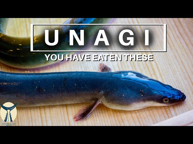 U N A G I - The Japanese Eel You Most Likely Have Eaten