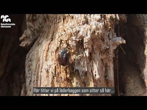 Läderbaggar och mulmknäpparen beroende av gamla träd