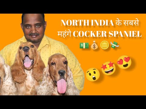 NORTH INDIA के सबसे महंगे ENGLISH COCKER SPANIEL 😱😱|| DEEPESH SHARMA || PET CROWN