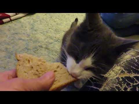 download lagu mp3 mp4 Can Cats Eat Whole Wheat Bread, download lagu Can Cats Eat Whole Wheat Bread gratis, unduh video klip Can Cats Eat Whole Wheat Bread