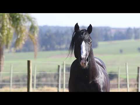 Lote 24 ALARIDO DO PURUNÃ
