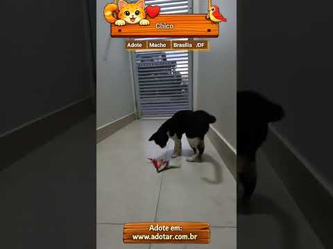 Vídeo de Chico