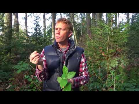 download lagu mp3 mp4 Salal Plant Uses, download lagu Salal Plant Uses gratis, unduh video klip Salal Plant Uses