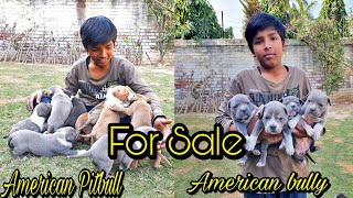 American Bully And American Pitbull Puppy || Puppy For Sale || 1o1 Pet