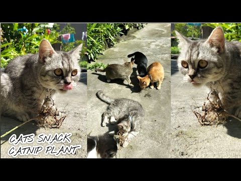 CATS SNACK, CATNIP PLANT #cutecat#love#pets#youtube