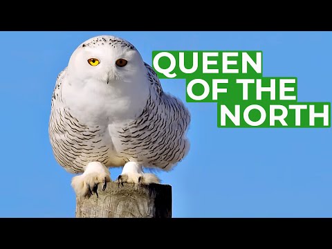 Snowy Owl Queen of the North