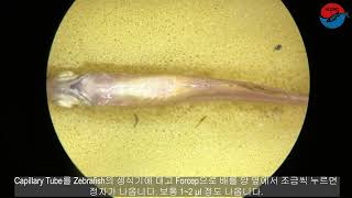 Zebrafish Sperm Freezing