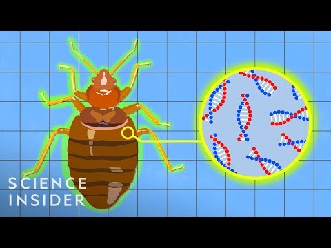 YouTube video about: What are bed bugs?