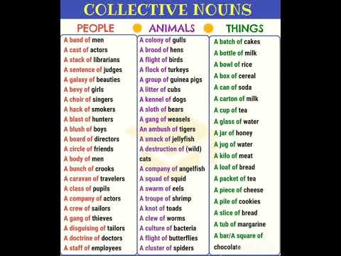 COLLECTIVE NOUNS: PEOPLE, ANIMALS & THINGS @businessmanagementuniversity