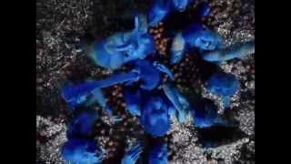 Bad Religion - 21st Century Digital Boy (Official Video with lyrics)