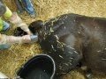 Pregnant Thoroughbred Mare in Labor. Horse Giving ...