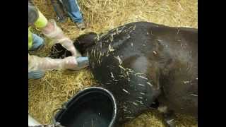 Pregnant Thoroughbred Mare in Labor. Horse Giving Birth. Foaling a Baby Colt