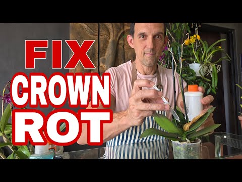 Want to SAVE Your Phalaenopsis from Crown Rot Watch This