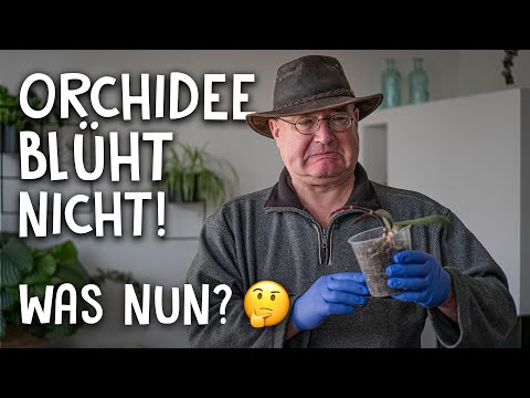 , title : 'Pflege Tipps für deine Orchideen! 🌺 - Das richtige Substrat, Schneiden, Pflege & Dünger'