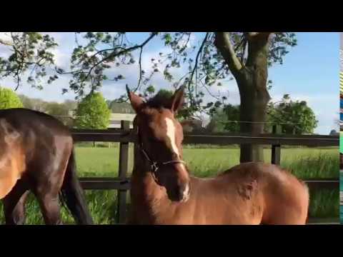 Unogrando *2019 colt by United Way - Ramiro's Son II - Candillo