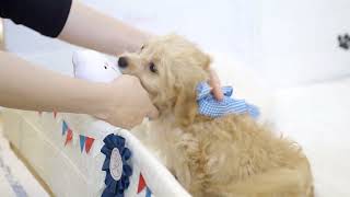 ハーフ犬の動画02