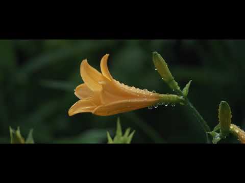 Extreme Ironing in Oze